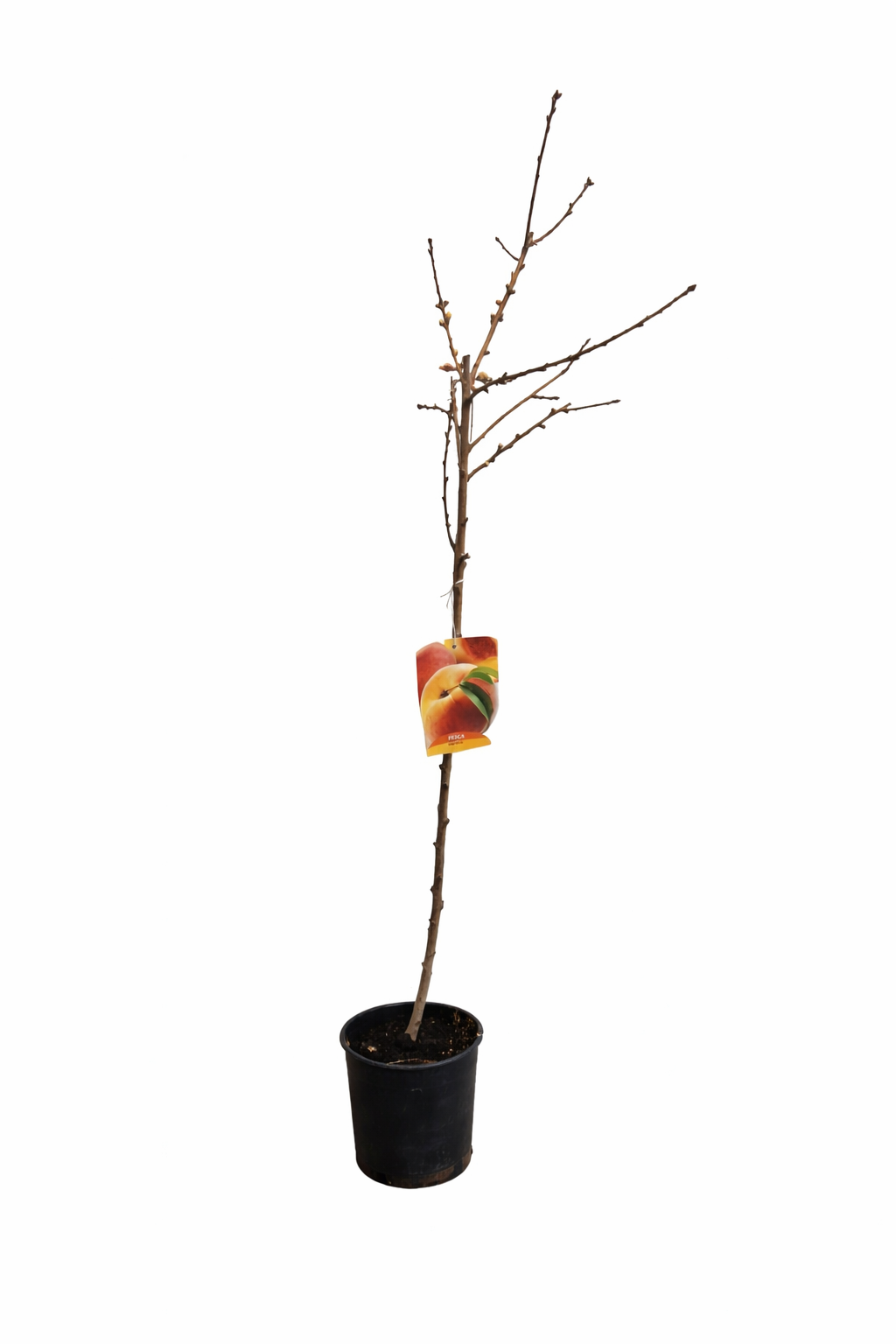 Pfirsichbaum Mycrest 120–160 cm – Saftiger Gartenpfirsich, Obstbaum winterhart, Prunus persica für Garten & Terrasse