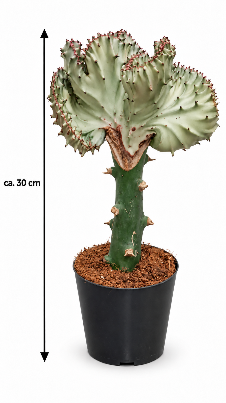 Euphorbia lactea ‘Cristata’ Weiß ca. 30 cm – Korallenkaktus als außergewöhnliche Zimmerpflanze