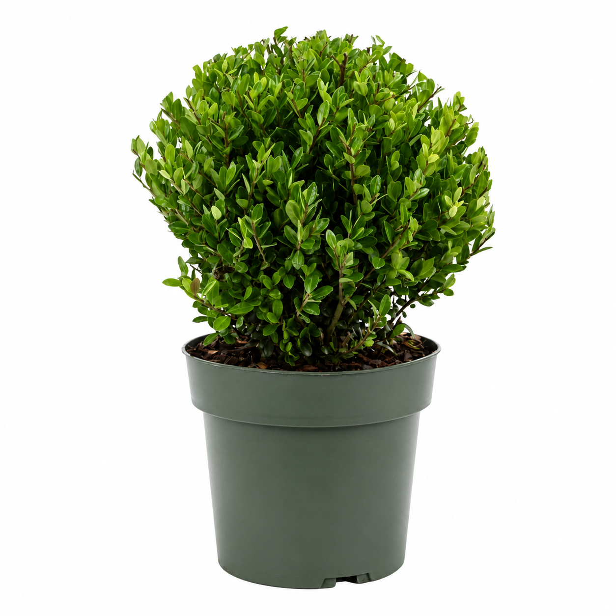 Ilex crenata Jenny Kugel Ø ca. 20 cm – Japanische Stechpalme Kugel | Buchsbaum-Ersatz | Immergrüne Heckenpflanze