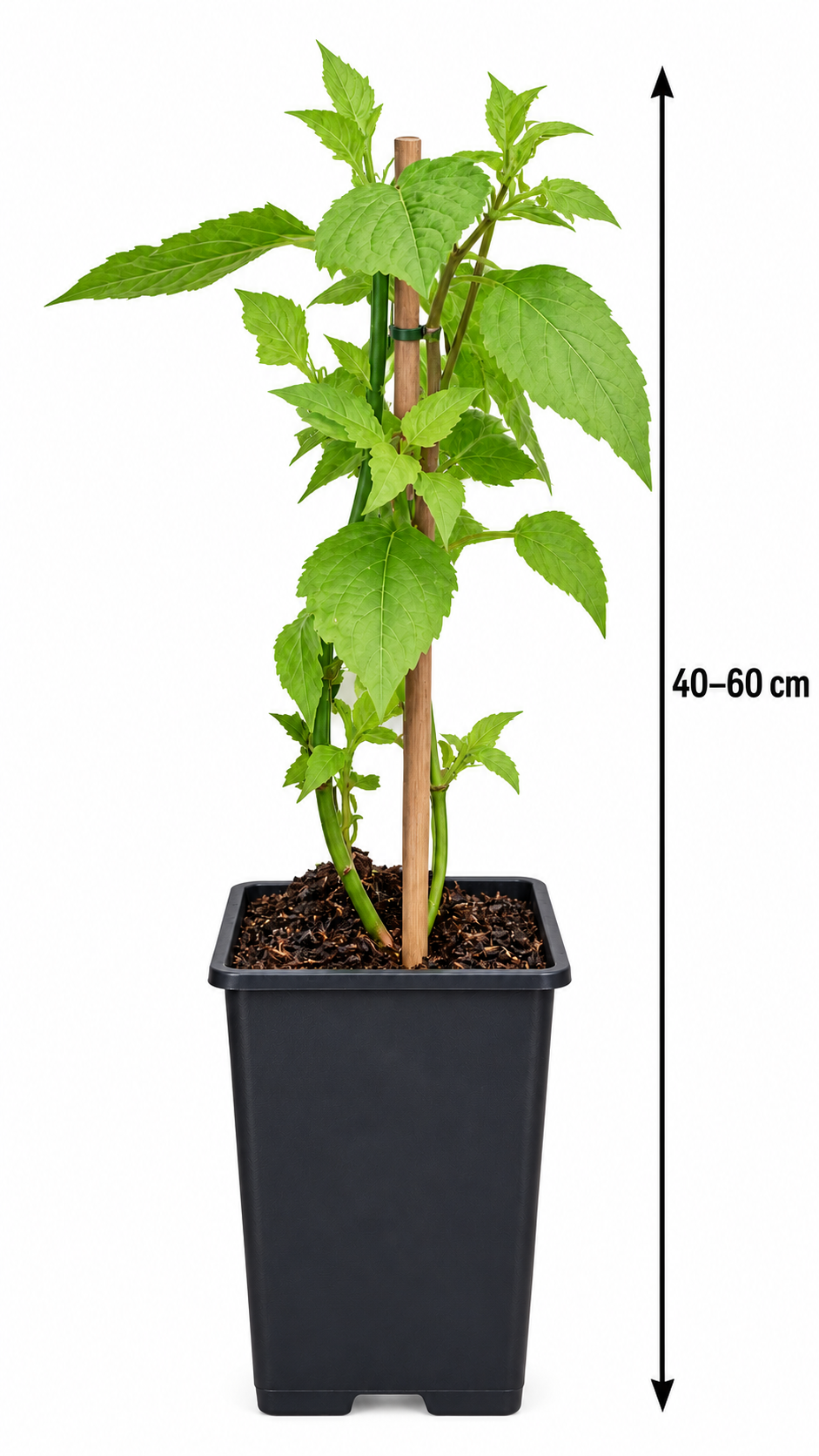 Karamellbeere – Schöne Leycesterie (Leycesteria formosa) – Blütenstrauch für Garten & Kübel – 40–60 cm inkl. Topf