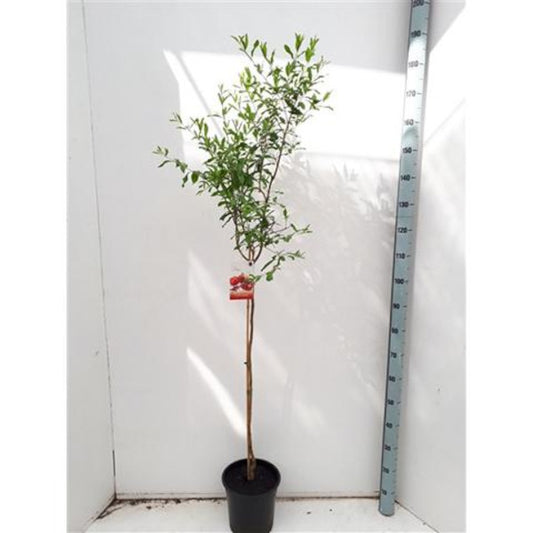 Granatapfel 'Acco' 150-190 cm Hochstamm - Punica Granatum - Obstbaum - Granatäpfel / VERSANDKOSTENFREI