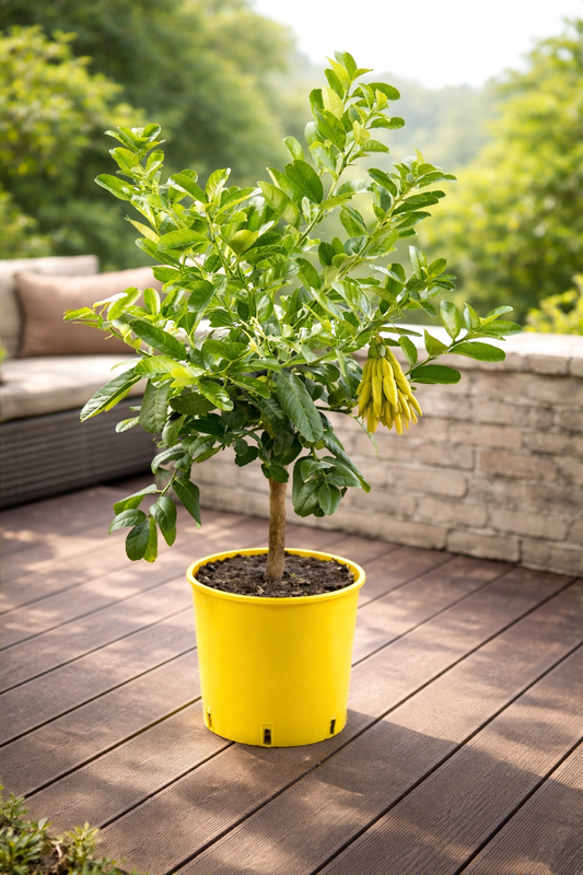 Buddhas Hand Pflanze 70–100 cm – Zitronatzitrone / Fingerzitrone (Citrus medica sarcodactylis) – Exotischer Zitronenbaum für Balkon & Garten