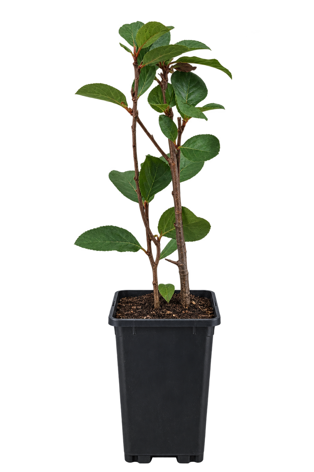 Schwarze Apfelbeere ‘Hugin’ – Aronia melanocarpa – winterharter Beerenstrauch für Garten & Kübel – 40–60 cm inkl. Topf