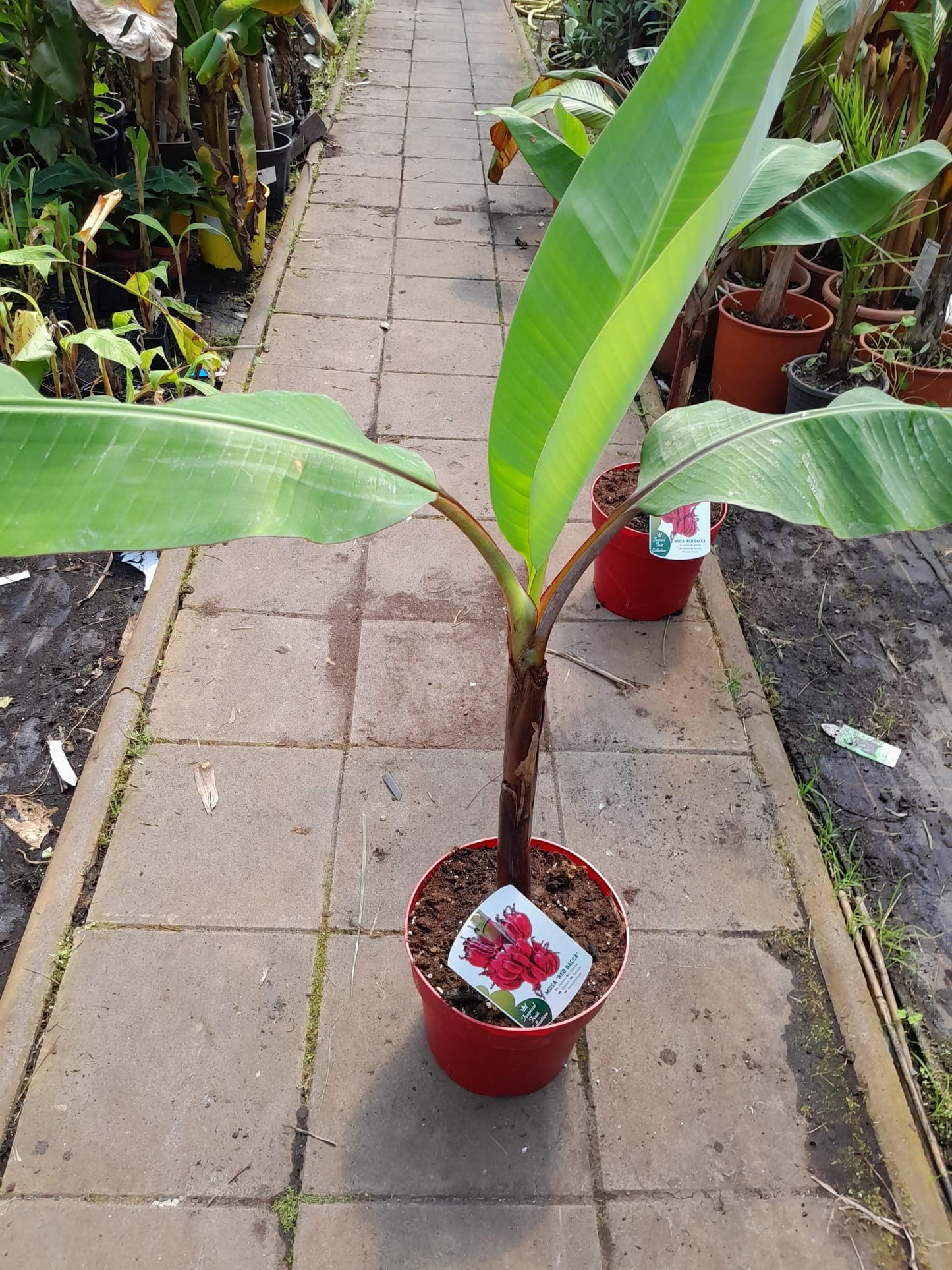 Musa Red Dacca 80-120 cm - Rote Banane - Bananenbaum