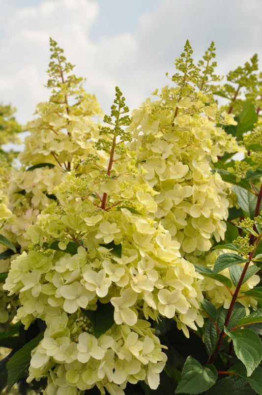 Rispenhortensie 'Candlelight' – Hydrangea paniculata im 3L Topf | Sommerblühender Zierstrauch für Garten & Kübel