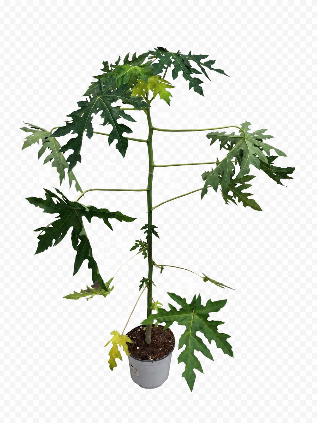 Papaya Pflanze „Bisexual“ ca. 120 cm – Carica papaya, exotischer Papayabaum als Zimmer- und Kübelpflanze