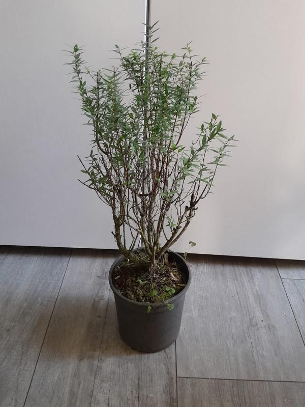 Sonderangebot Brautmyrte – Myrtus communis, ca. 50 cm – Jetzt günstig sichern!