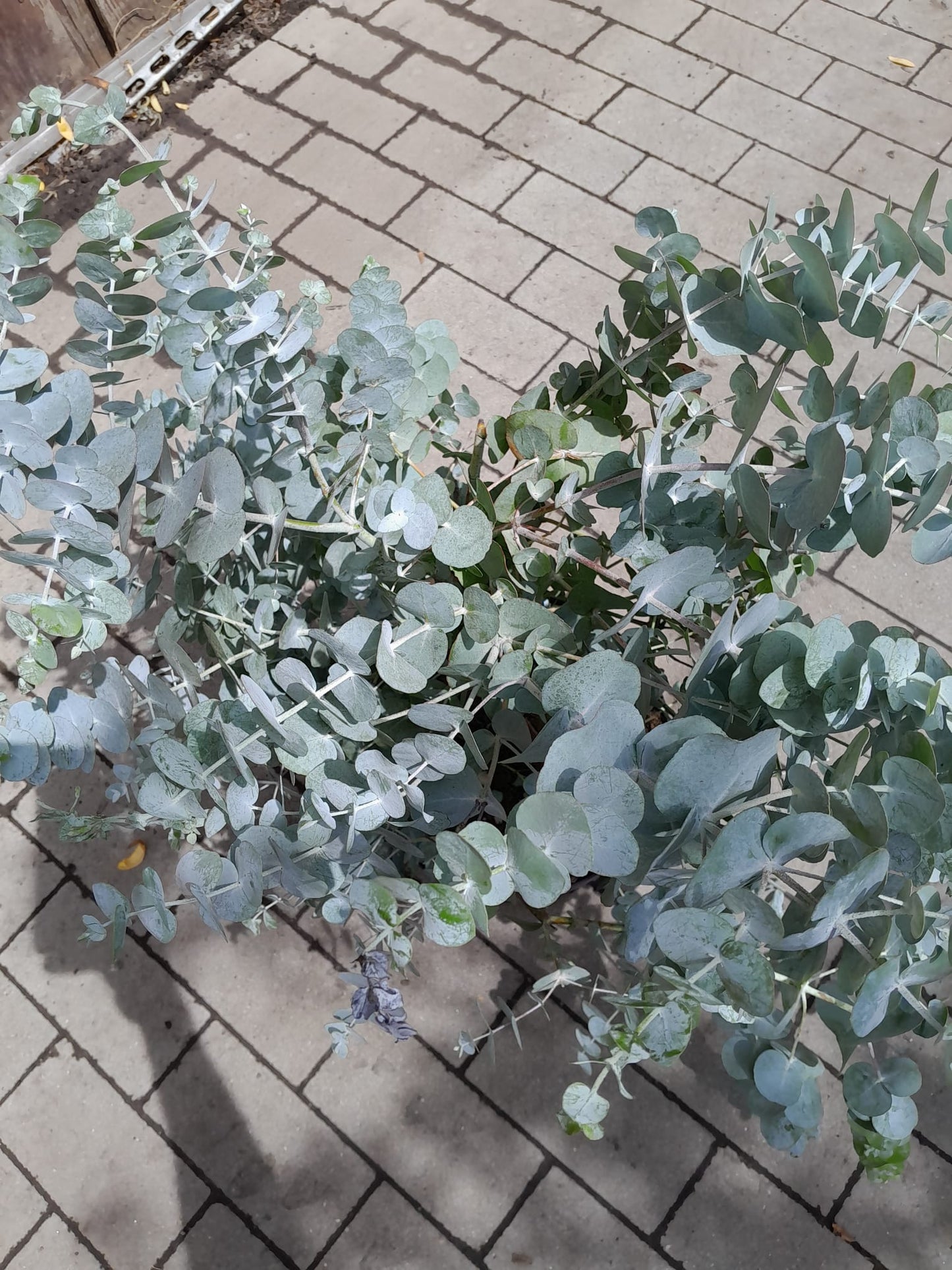 Eucalyptus Cinerea Silver Dollar PREMIUM Eukalyptusbaum 60 - 80 cm Pflanze winterhart VERSANDKOSTENFREI