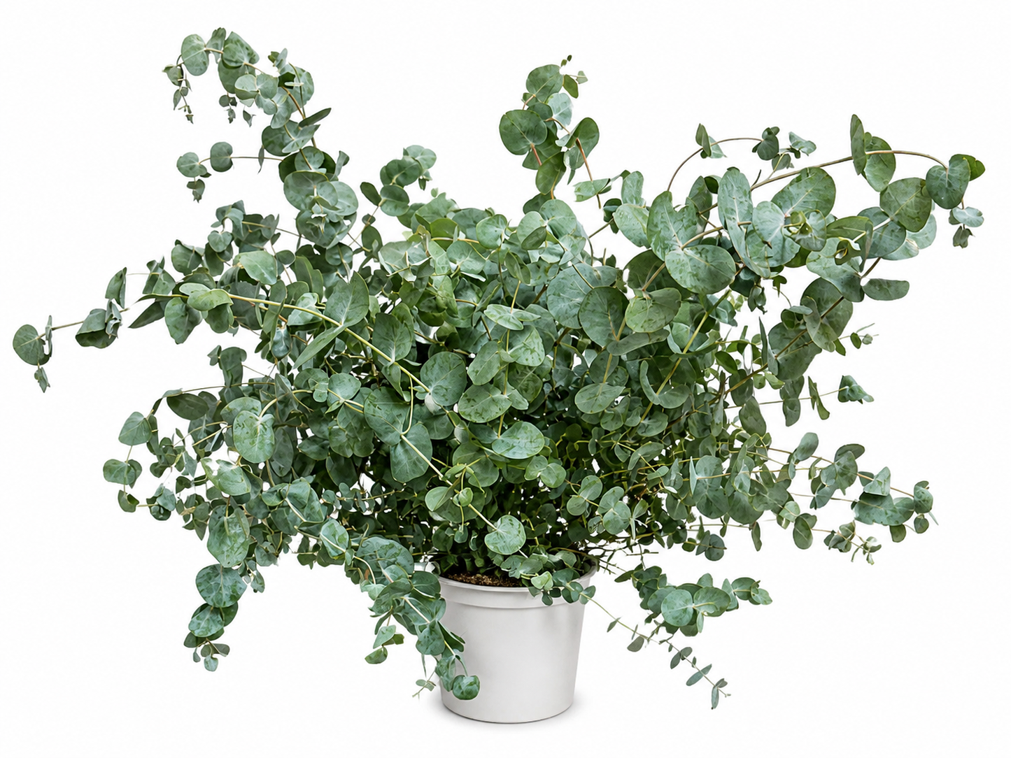 Eukalyptus Silver Dollar ca 60 cm Zimmerpflanze Duft Eukalyptus Pflanze winterhart bedingt Zierpflanze im Topf