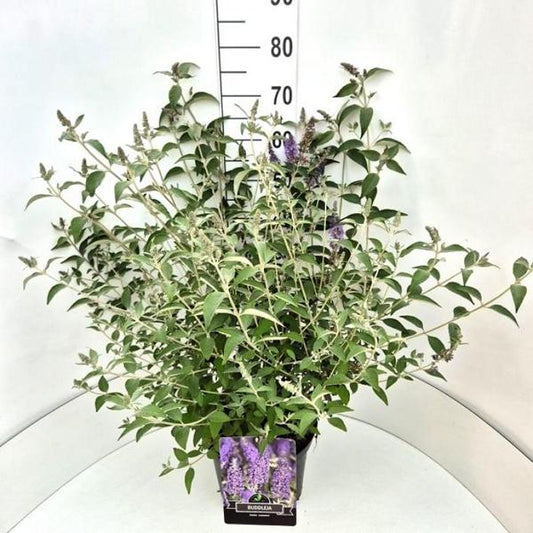 Buddleja 'Lochinch' (20-30 cm) – Pflegeleichter Schmetterlingsmagnet für Ihren Garten