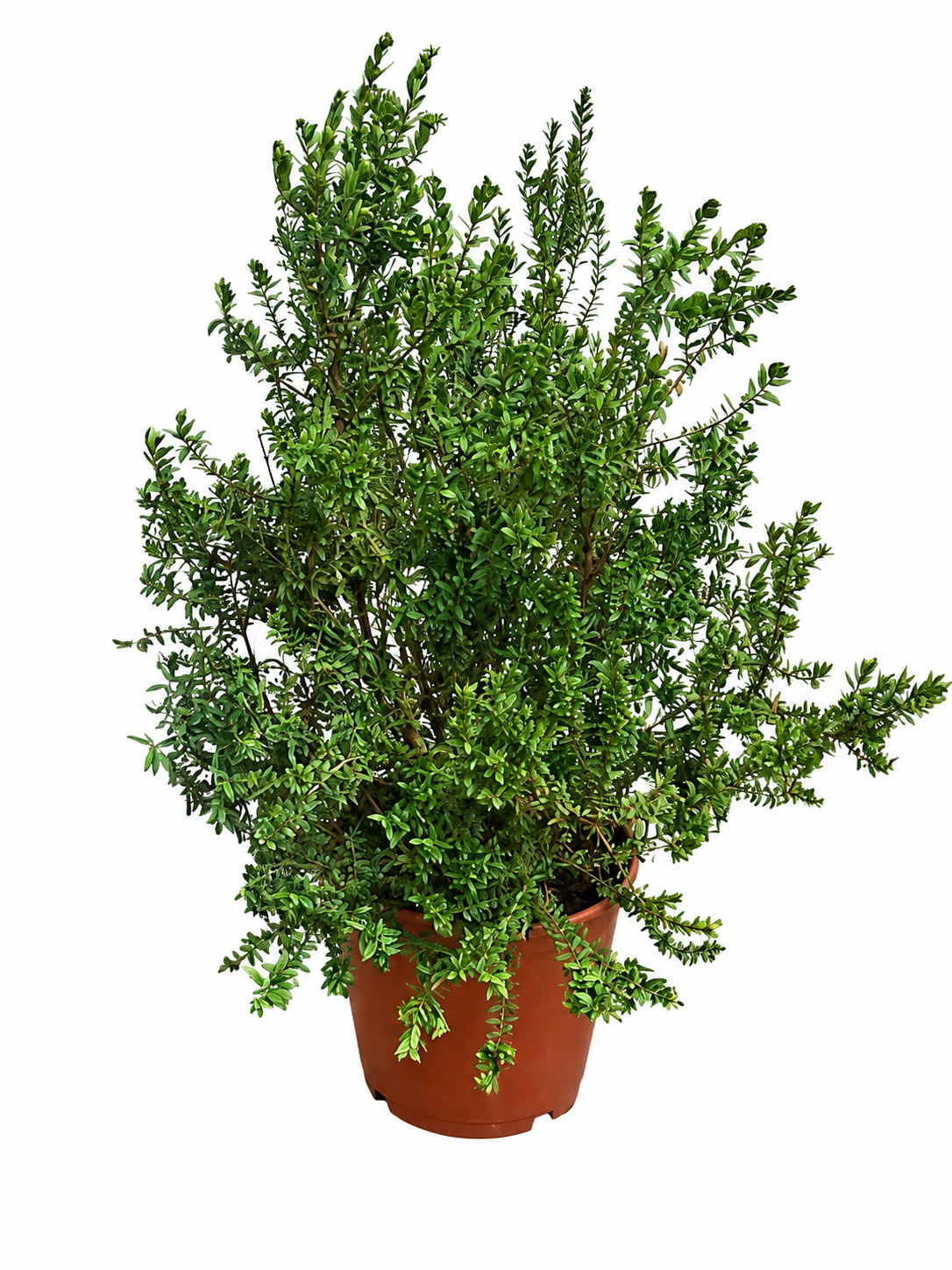Myrtus communis Busch ca. 80 cm – Echte Brautmyrte – Duftmyrte – Mediterrane Myrte – immergrüne Kübelpflanze für Garten, Balkon & Terrasse