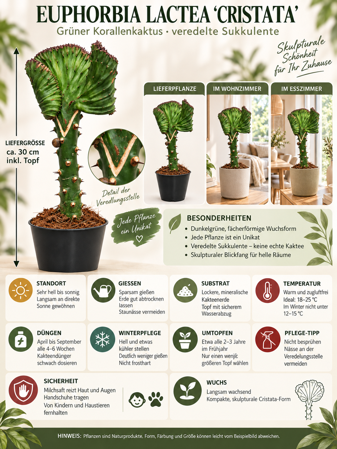 EUPHORBIA Lactea CRISTATA 30-35 cm GRÜN Zimmerpflanze Kakteen Sukkulent Kammartig Wellenartig Einzigartig unikat