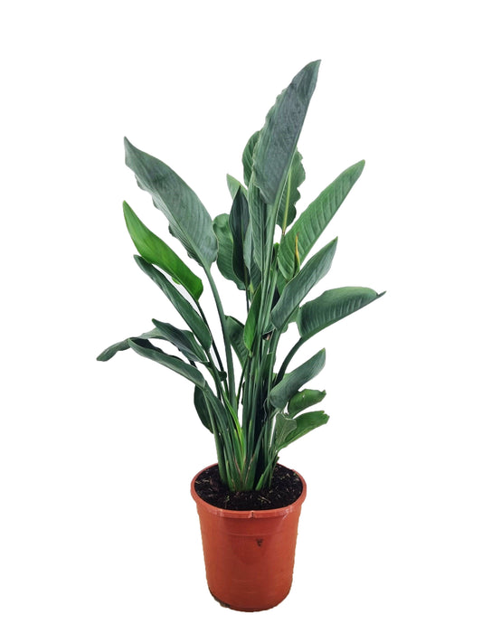 Strelitzia reginae 80-100 cm / 2 -3 Pflanzen pro Topf 5-6 Jahre alte Pflanze Paradiesvogelblume