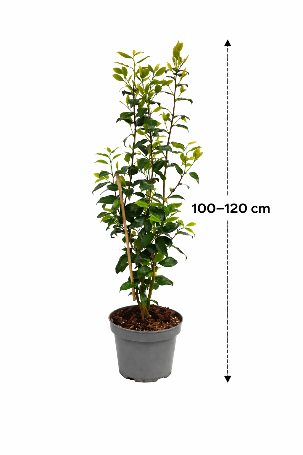 Camellia japonica ‘Brushfield’s Yellow’ – Japanische Kamelie cremegelb | Winterharte Kamelie, Immergrüner Zierstrauch, Gartenpflanze