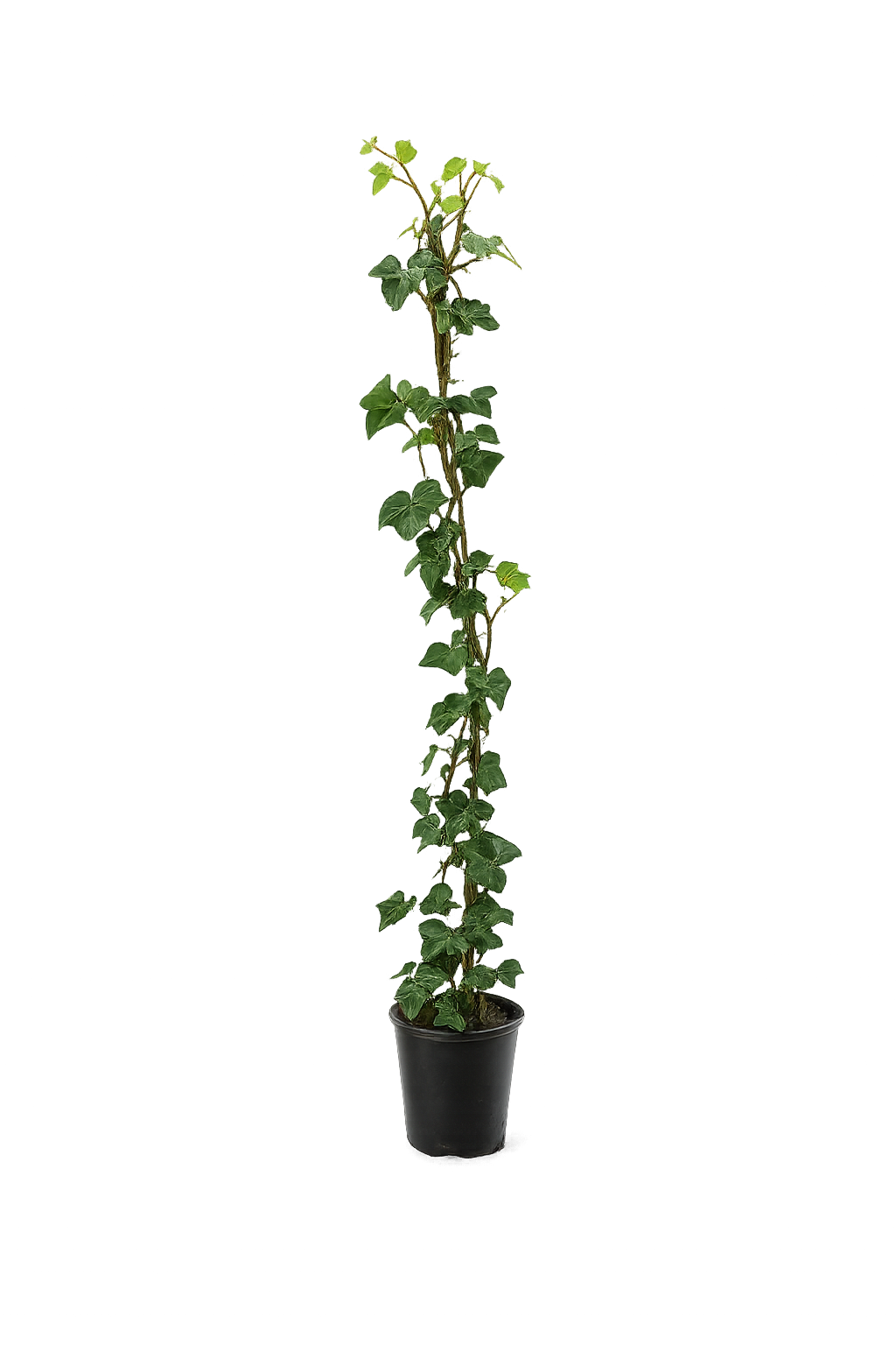 10 x břečťan 100-140 cm Hedera Hibernica 10 stálezelených popínavých rostlin pro 3metrový živý plot se 100% soukromím Neprůhledné popínavé rostliny
