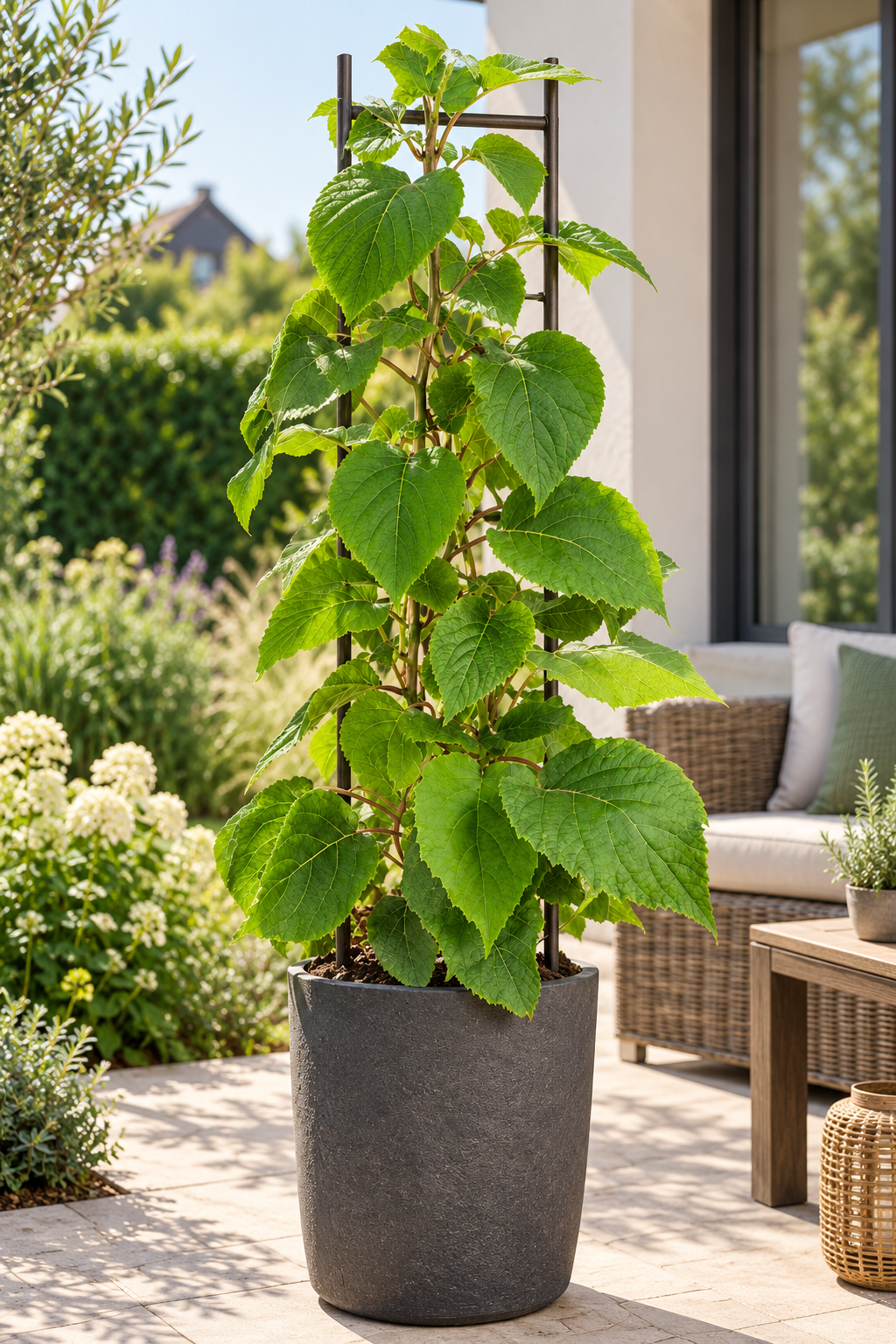 Männliche Kiwi ‘Atlas’ 50–70 cm – Actinidia chinensis – Befruchter-Kiwipflanze für Garten und Terrasse