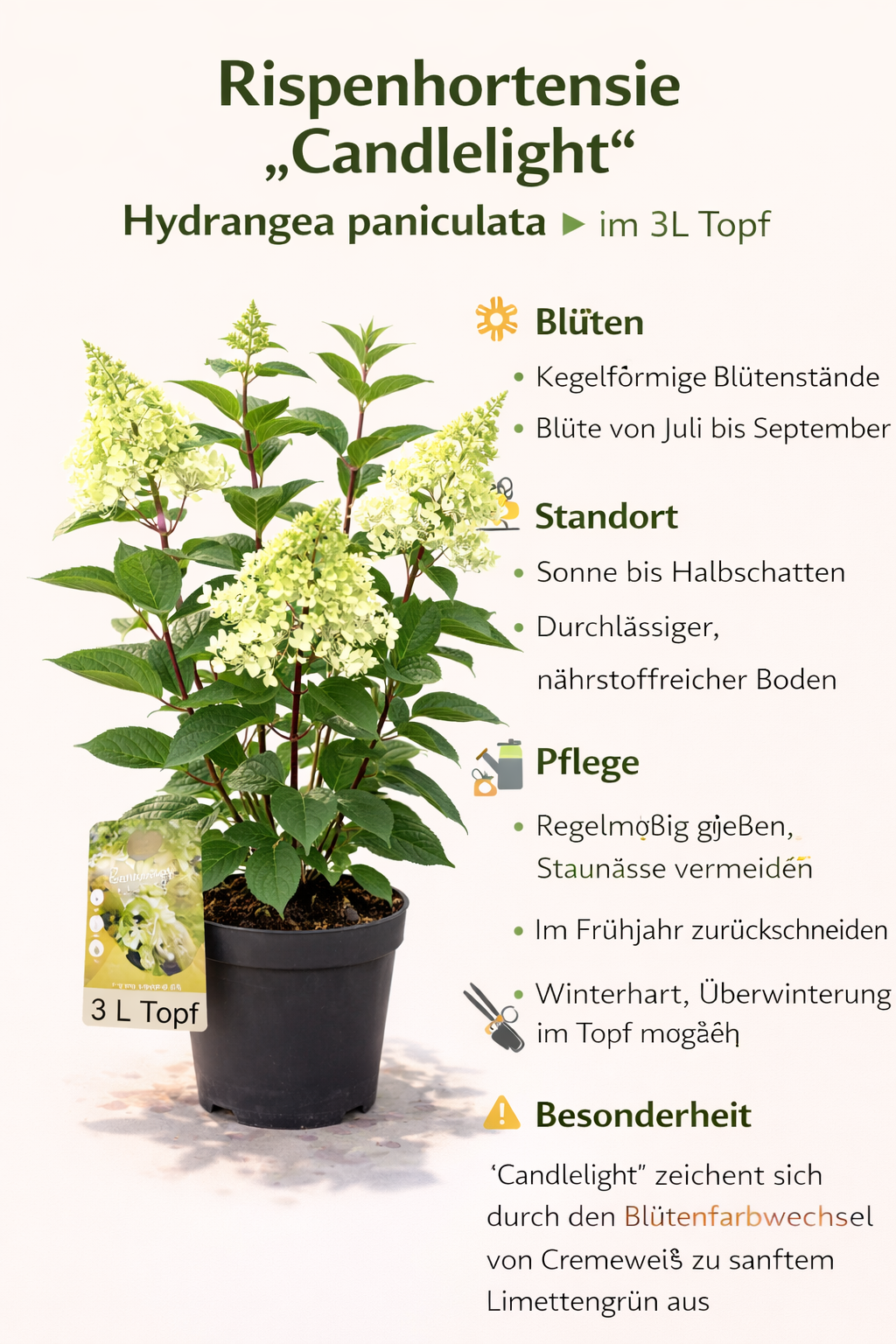 Latová hortenzie 'Candlelight' – Hydrangea paniculata v 3l květináči | Letní okrasný keř do zahrady i květináče