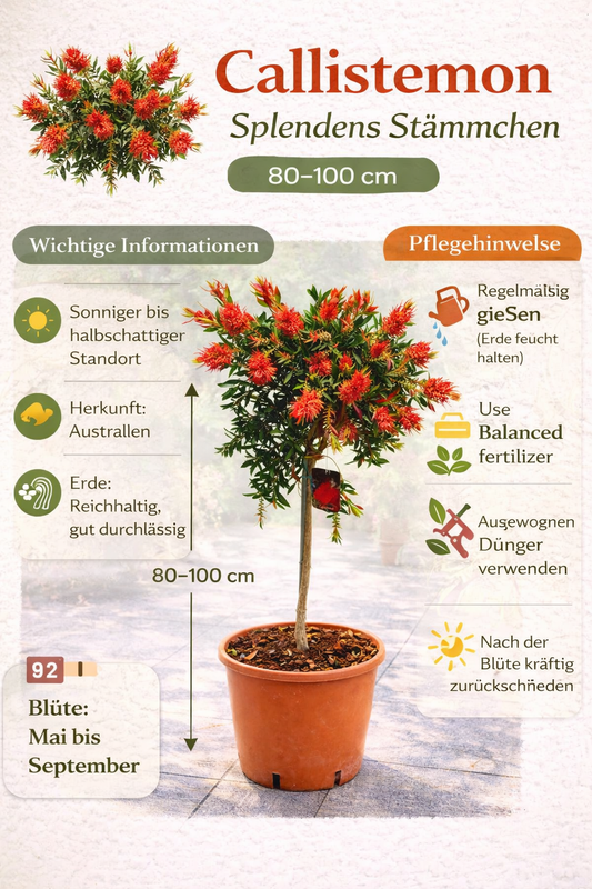 Karmínově červená válcová sádrová - Callistemon Splendens Stonek 80-100 cm - Rostlina v květináči