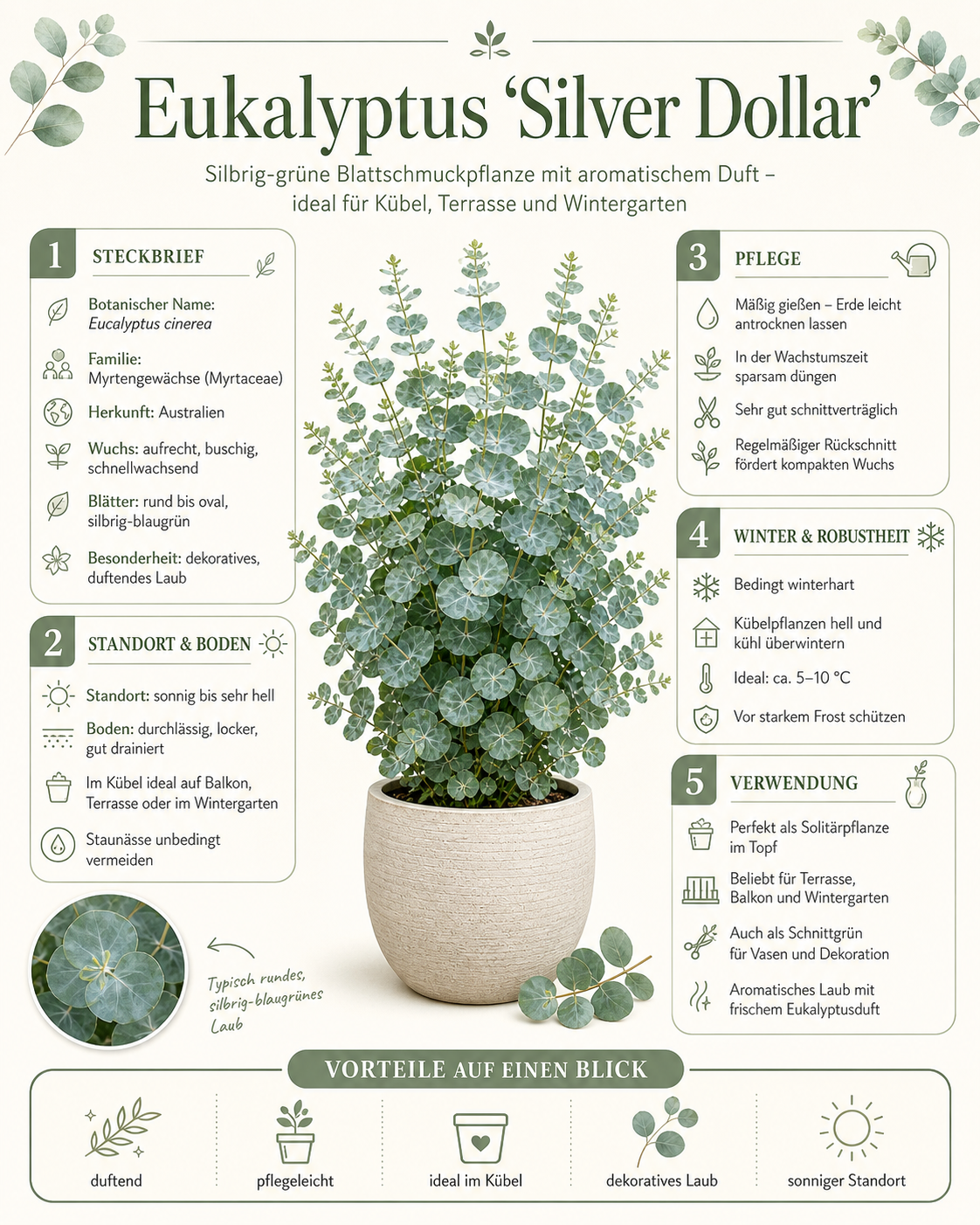 Eukalyptus Silver Dollar ca 60 cm Zimmerpflanze Duft Eukalyptus Pflanze winterhart bedingt Zierpflanze im Topf