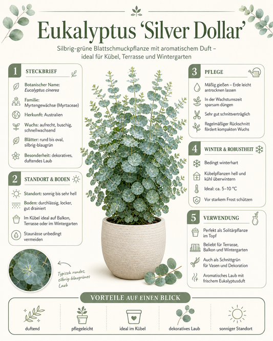 Eukalyptus Silver Dollar ca 60 cm Zimmerpflanze Duft Eukalyptus Pflanze winterhart bedingt Zierpflanze im Topf