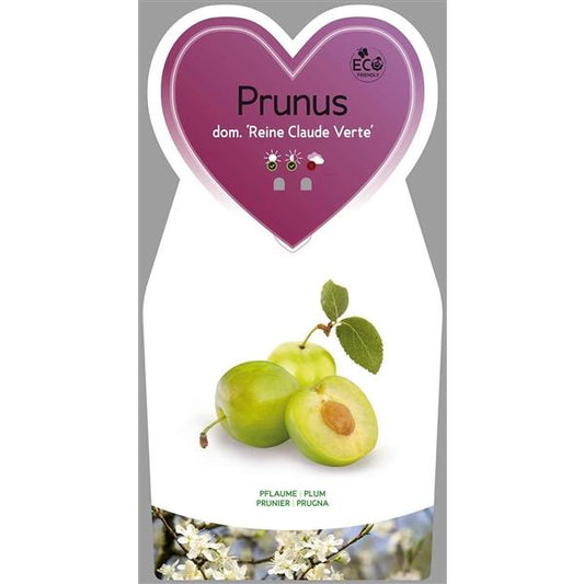 Prunus domestica 'Reine Claude Verte - Große Grüne Reneklode