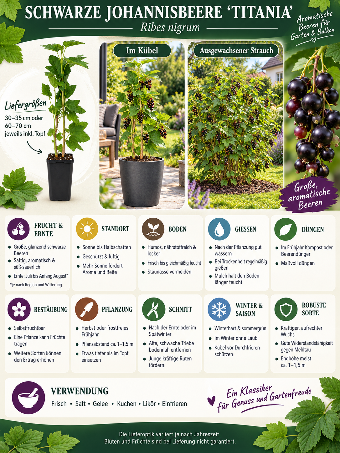 Schwarze Johannisbeere ‘Titania’ 30–35 cm – Ribes nigrum | Winterharter Beerenstrauch für Garten, Balkon und Kübel