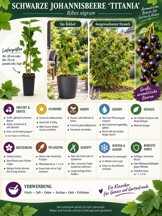 Schwarze Johannisbeere ‘Titania’ 60–70 cm – Ribes nigrum, robuste Beerenpflanze für Garten und Kübel