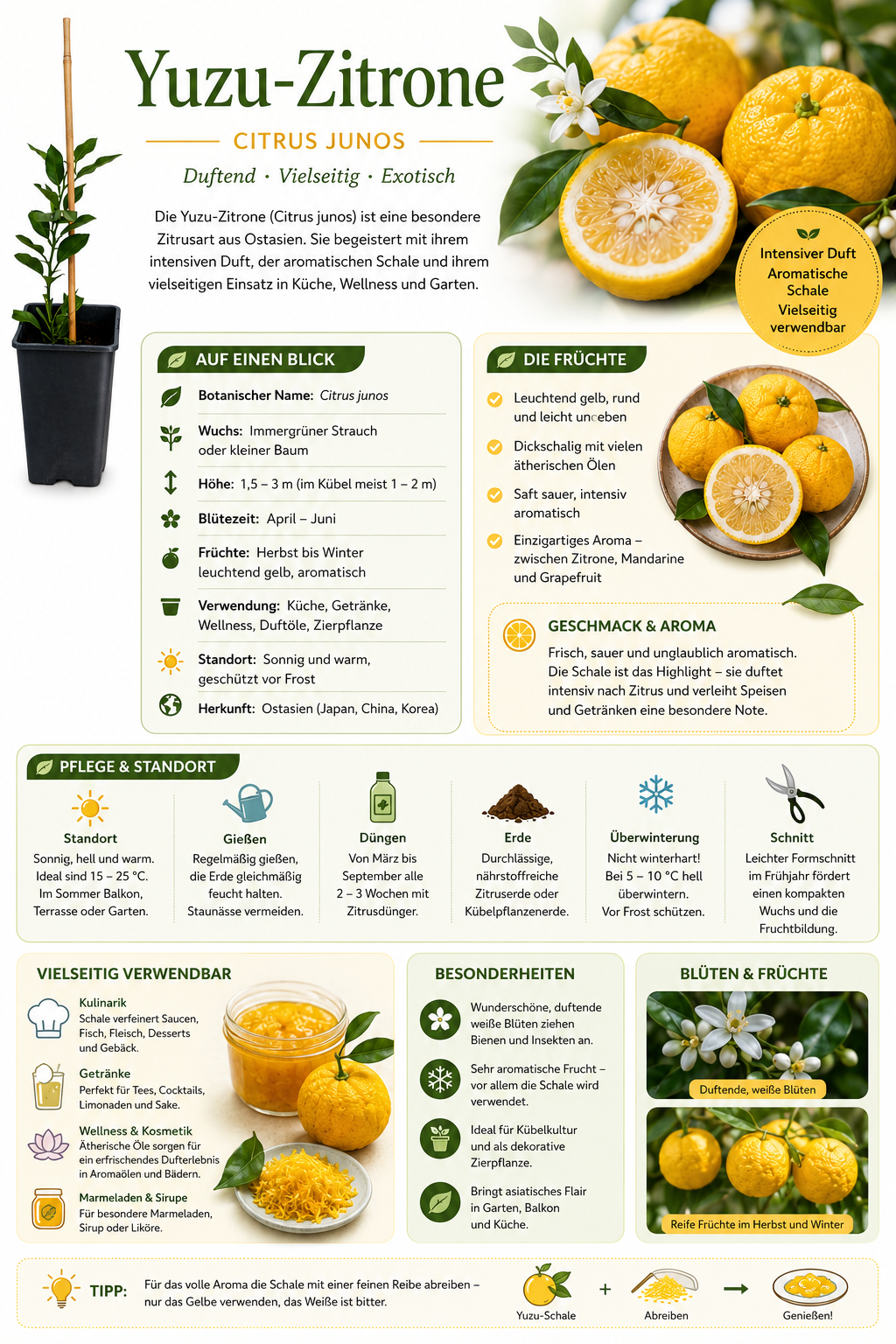 Yuzu Zitrone ca. 40 cm – Citrus junos – winterharte Japanische Zitrone für Kübel, Balkon und Terrasse