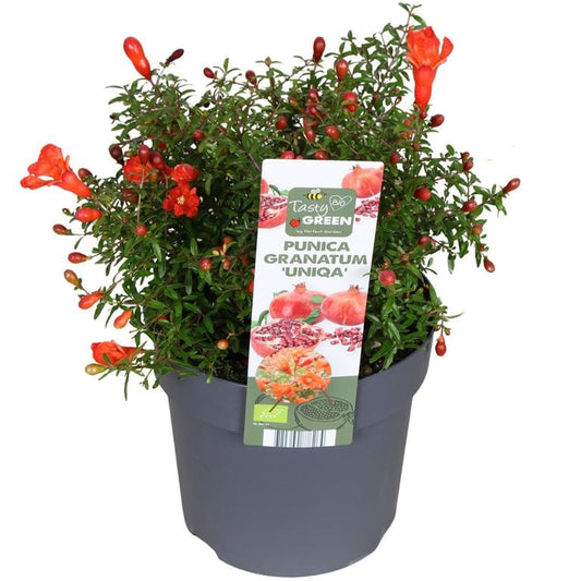 Punica granatum 'Uniqa' – Zwerg-Granatapfel ca. 30 cm Gesamthöhe inkl. Topf | Zierpflanze für Garten, Balkon & Terrasse