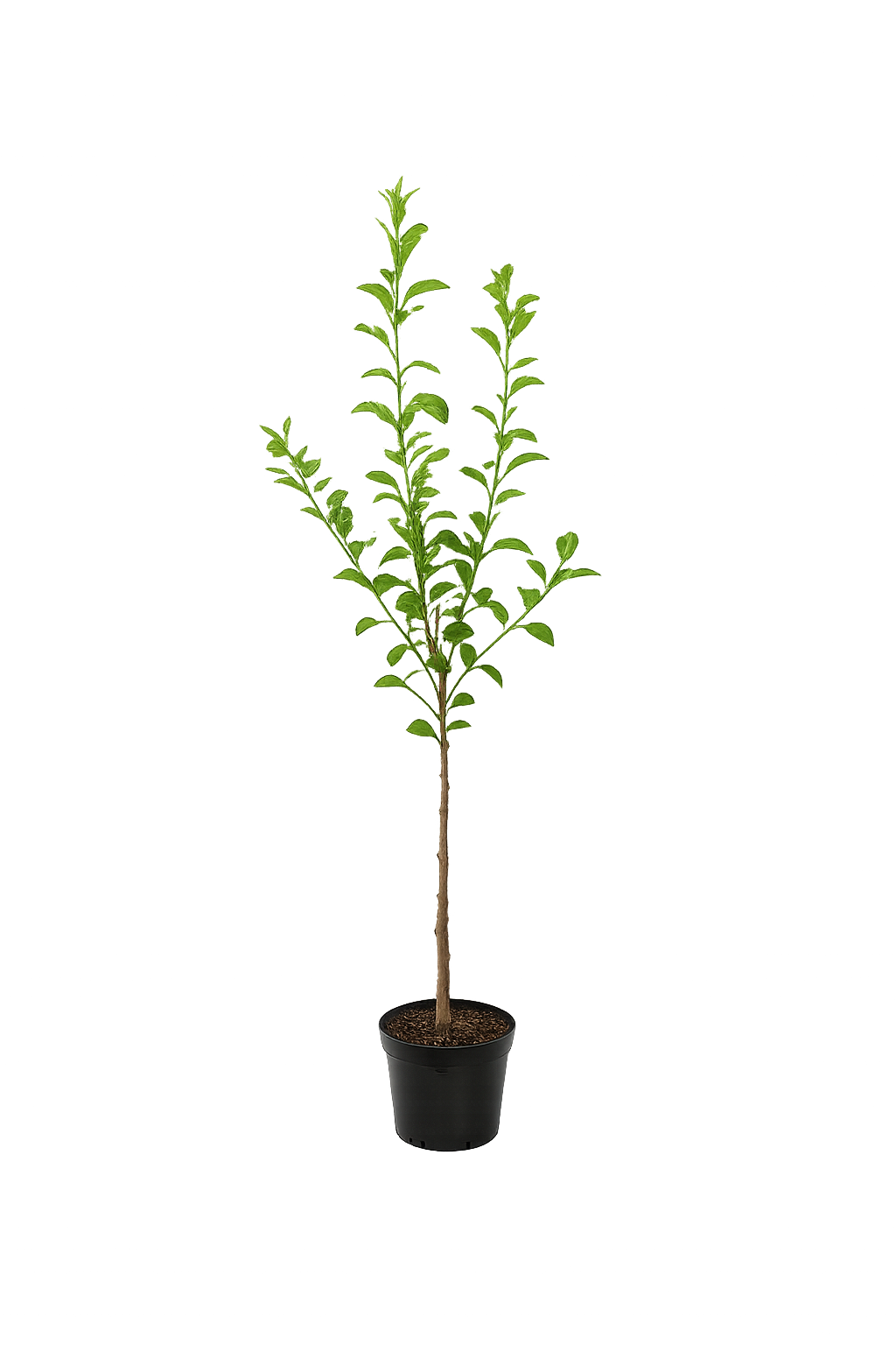 apfelbaum zimmerpflanze Apfelbaum Benoni 100–120 cm – Frühe Apfelsorte Malus domestica für Gar –  Blumen-Senf®