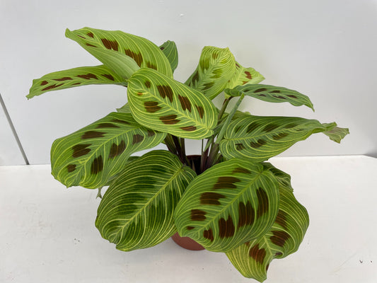 Maranta leuconeura 'Fantasy' ca. 30 cm Pfeilwurz - Zimmerpflanze - Grünpflanze