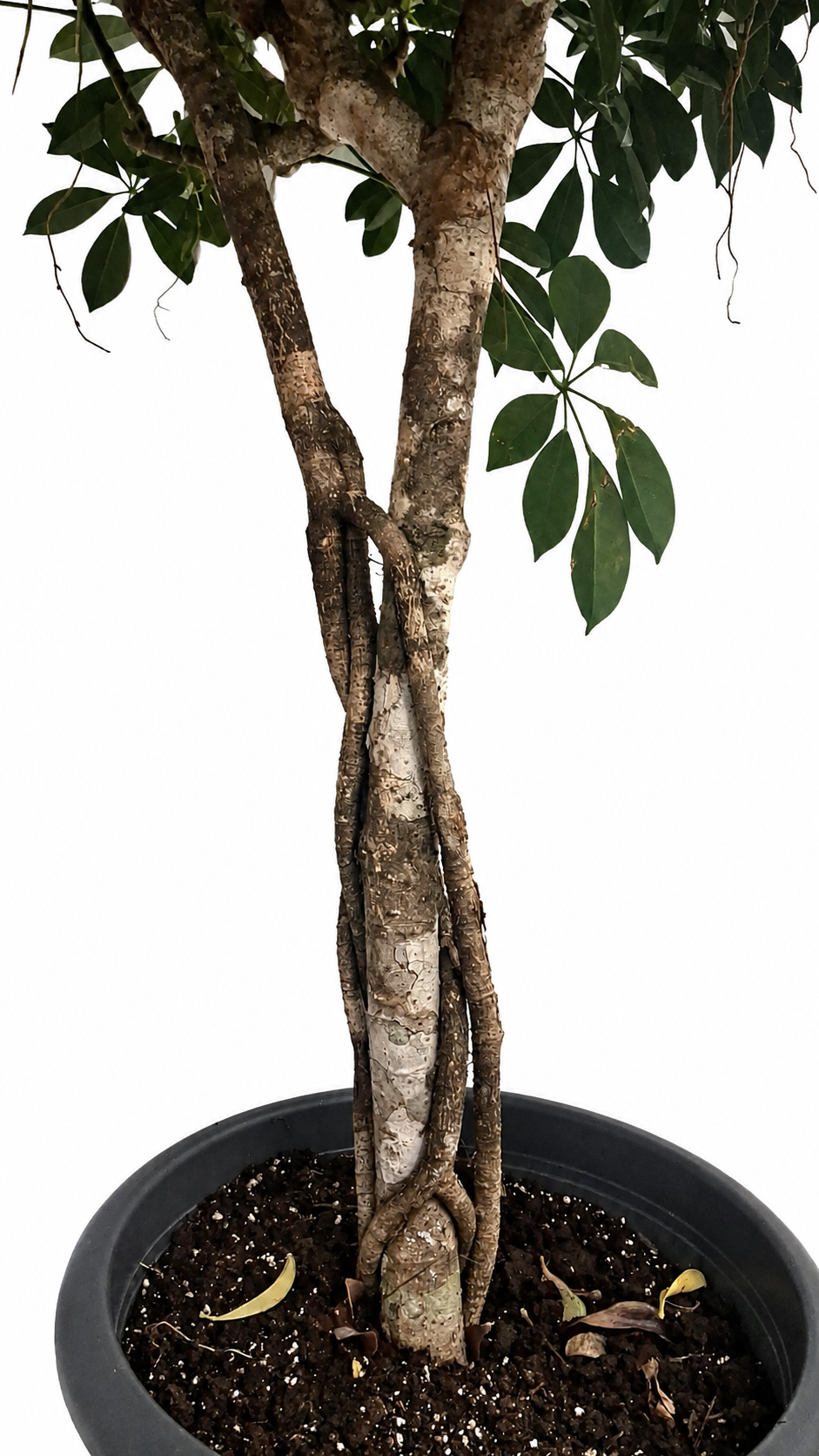 Schefflera arboricola XXL ca. 180 cm – Strahlenaralie mit dickem Stamm, große Zimmerpflanze für Wohnzimmer und Büro