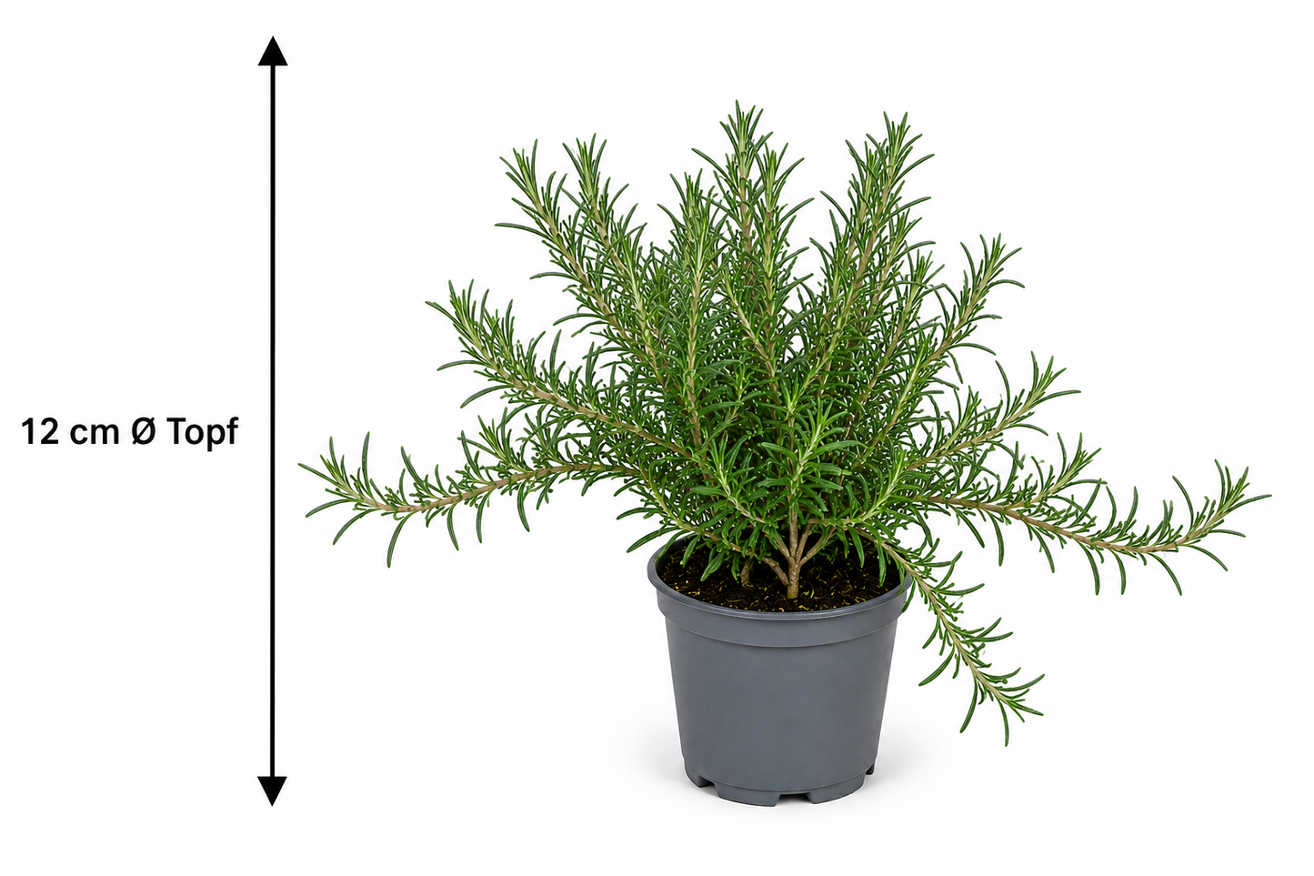 Hängender Rosmarin Prostratus im 12 cm Topf – Kriechrosmarin winterhart immergrün aromatisch für Balkon Garten und Küche