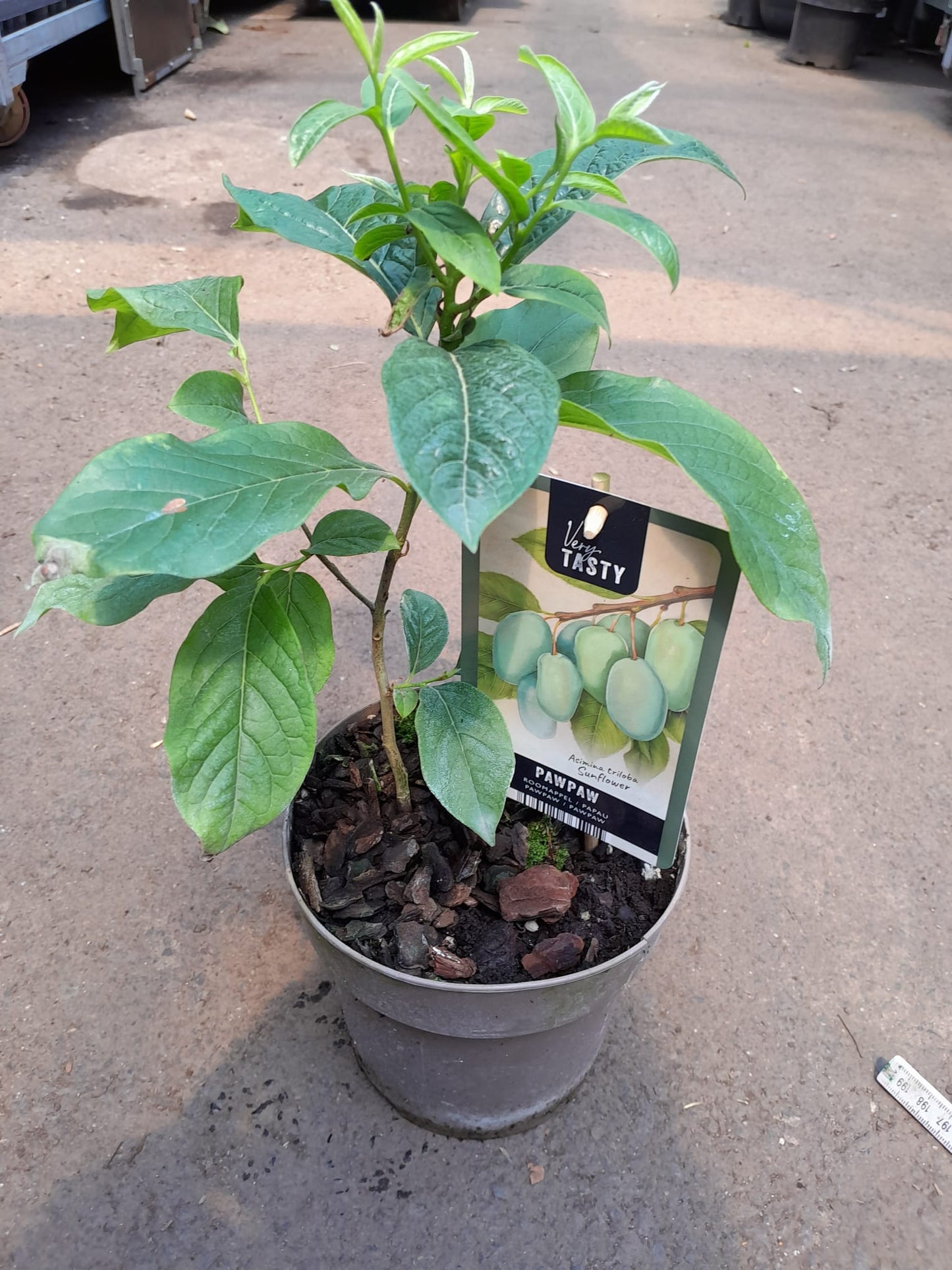 Asimina triloba - Indianerbanane - Papau - Dreilappige Papau