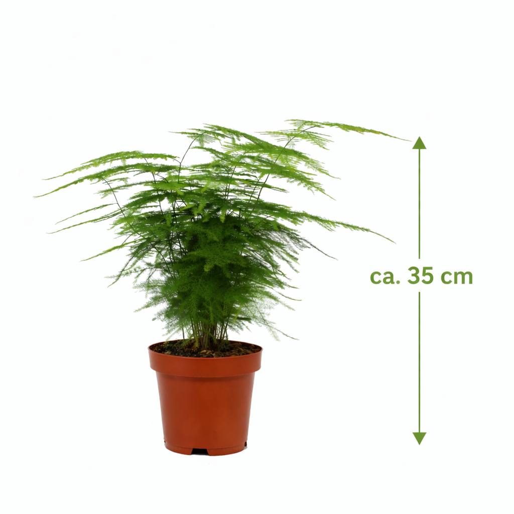 Asparagus setaceus „Plumosus“ ca. 35 cm – Zierspargel / Feder-Spargel – Luftige Zimmerpflanze in sattem Grün