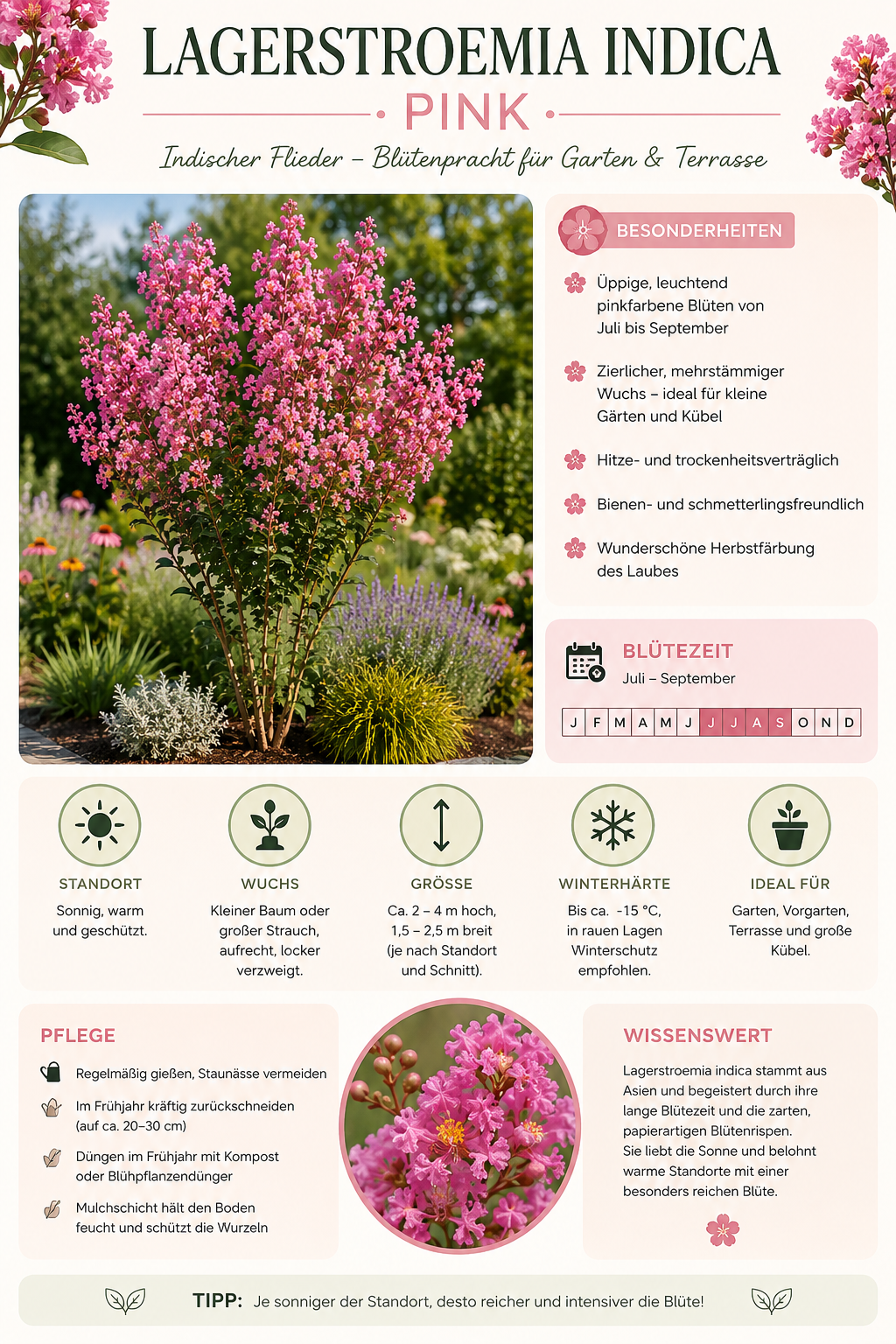 Lagerstroemia indica Rosea Nova 40–60 cm – Rosa Kreppmyrte im 2,5-Liter-Topf – Flieder des Südens für Garten und Kübel