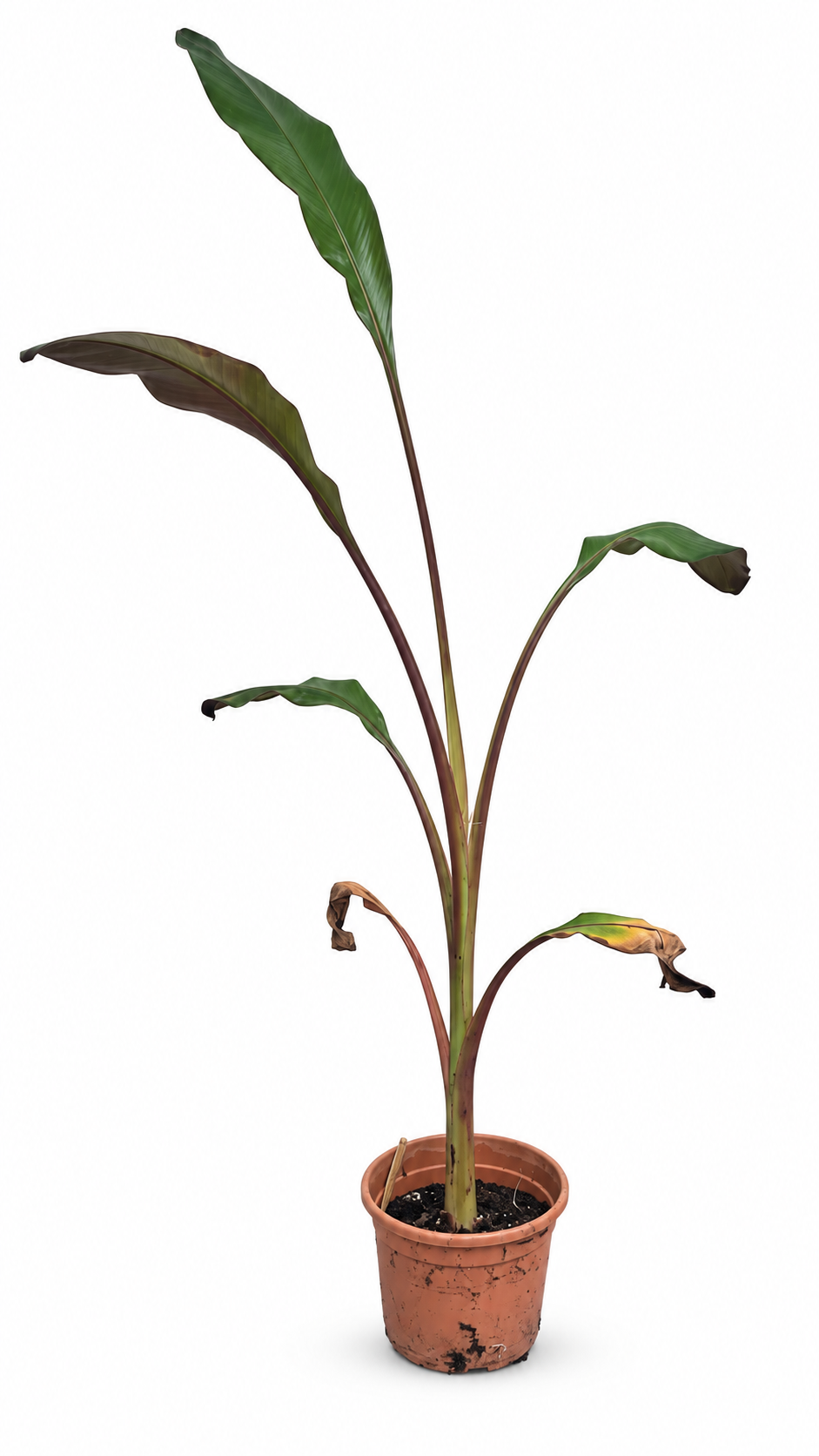 Rote Zierbanane ‘Maurelii’ 160–200 cm – Ensete ventricosum, Abessinische Banane für Terrasse und Wintergarten