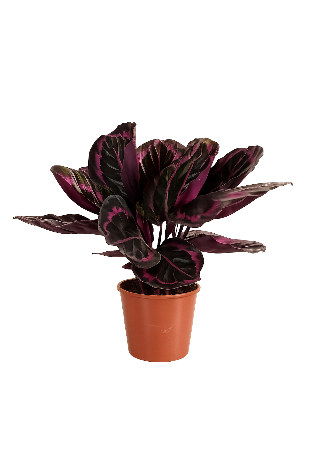 Calathea roseopicta 'Surprise Star' XL – Exotická pokojová rostlina s růžovým vzorem | Snadno udržovatelná kalathea pro váš domov