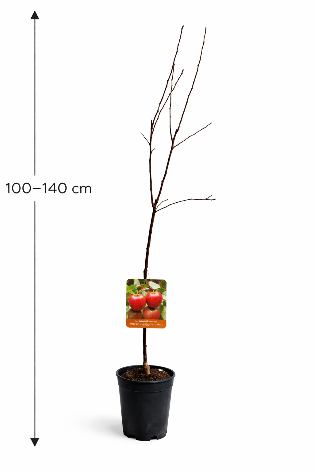 Malus ‘Super Starking’ Apfelbaum 100–140 cm – robuster Apfelbaum, Winterapfel, Obstbaum für Garten & Terrasse