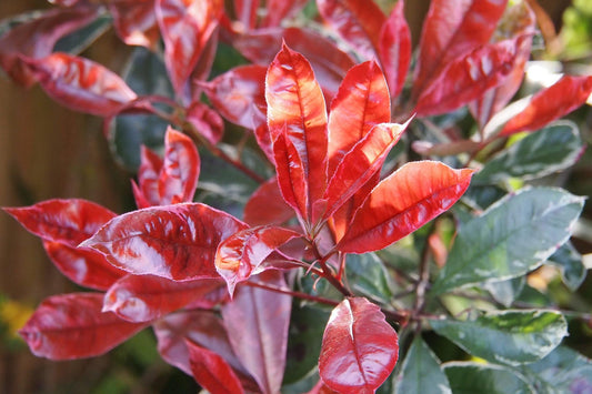 Photinia červená Red Robin 120-140 cm Photinia fraseri 'Red Robin' soliterní rostlina