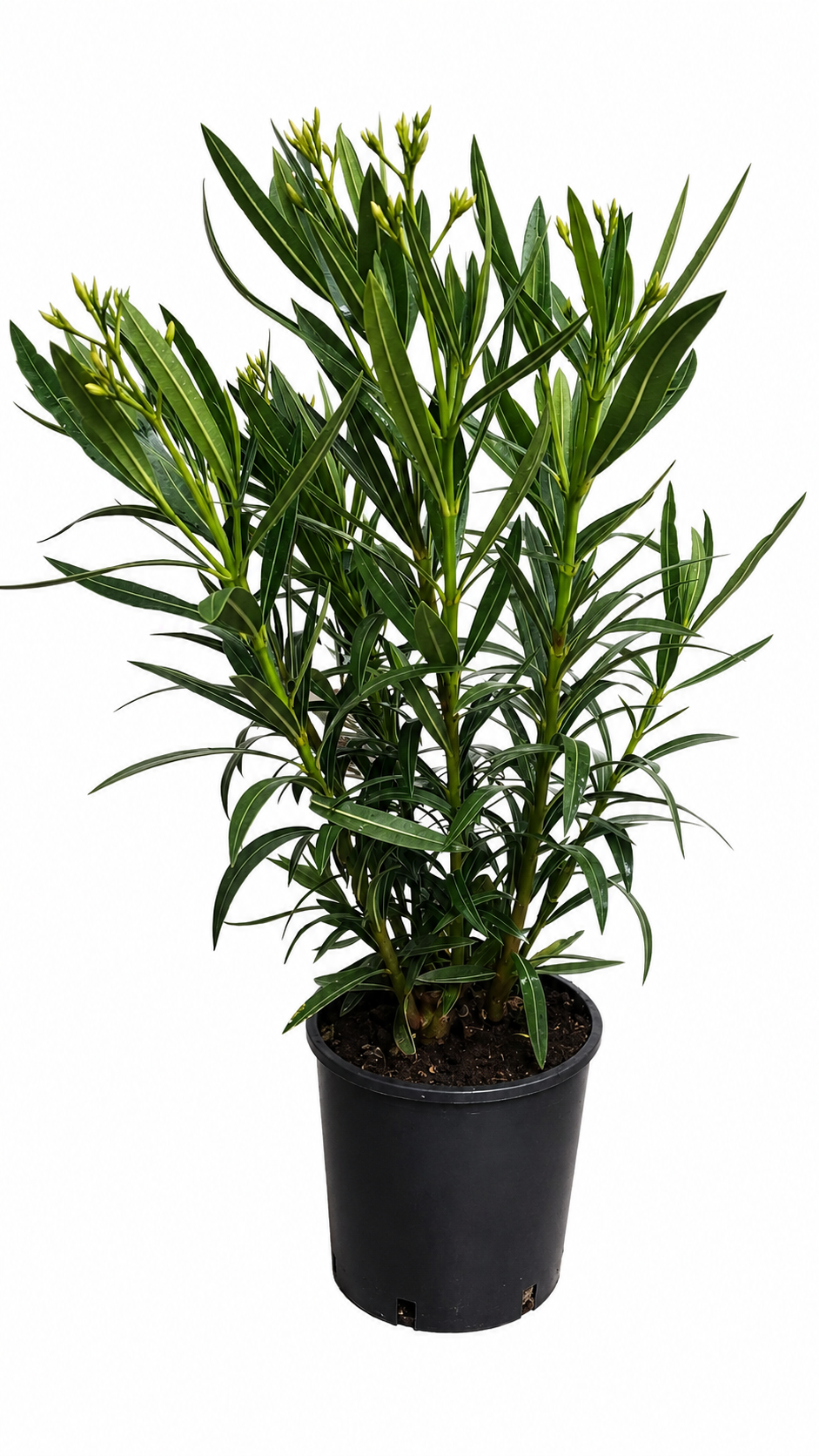 Nerium Oleander Bianco Semplice Weißer Oleander Mediterrane Kübelpflanze ca 80 cm