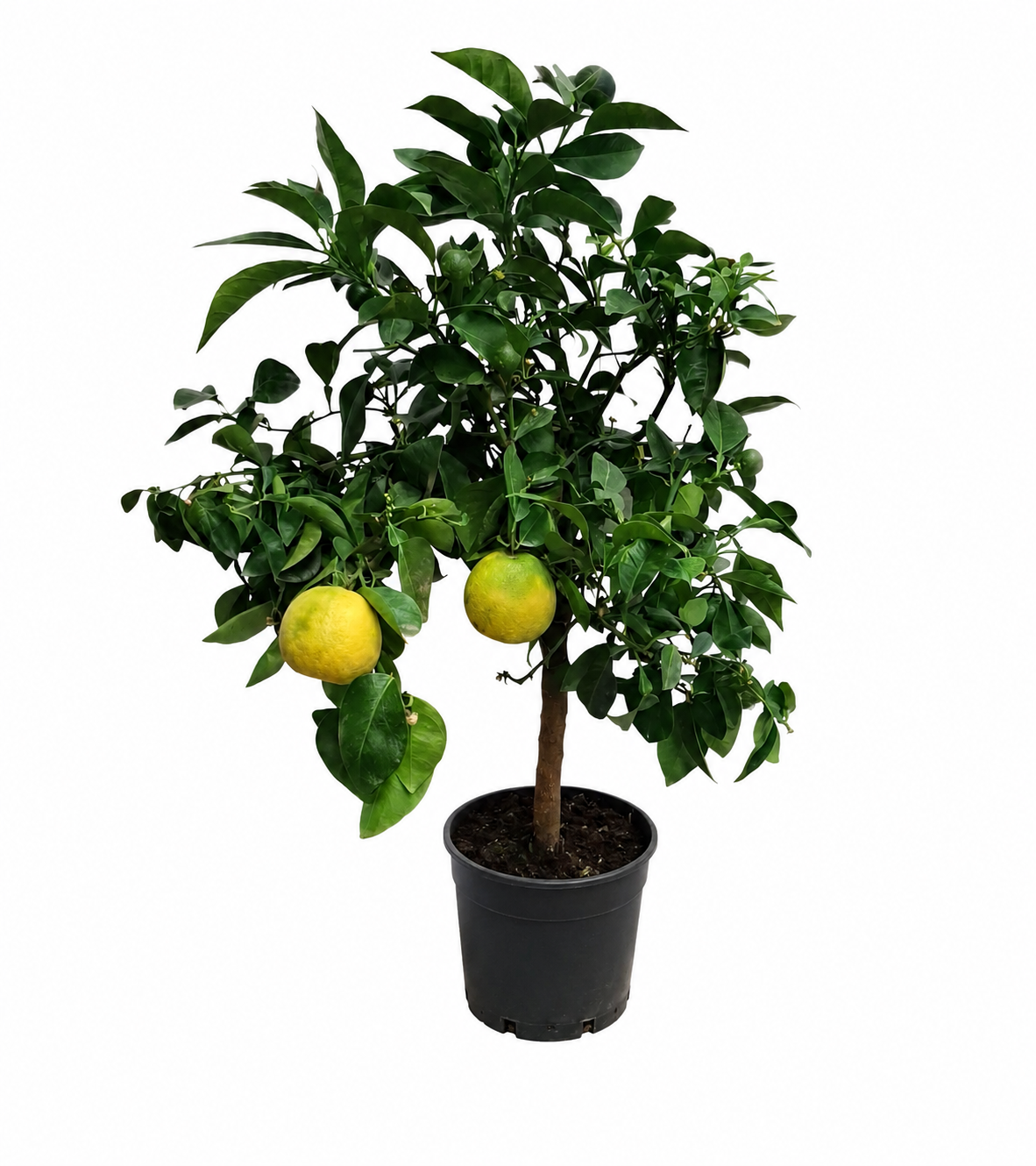 Bitterorange (Citrus aurantium) 70–100 cm – Bitterorangenbaum, Pomeranze, Zitrusbaum mediterran im Topf