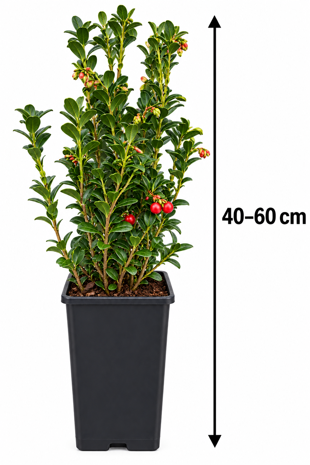 Preiselbeere – Vaccinium vitis-idaea – winterharter, immergrüner Beerenstrauch für Garten & Kübel – 40–60 cm inkl. Topf