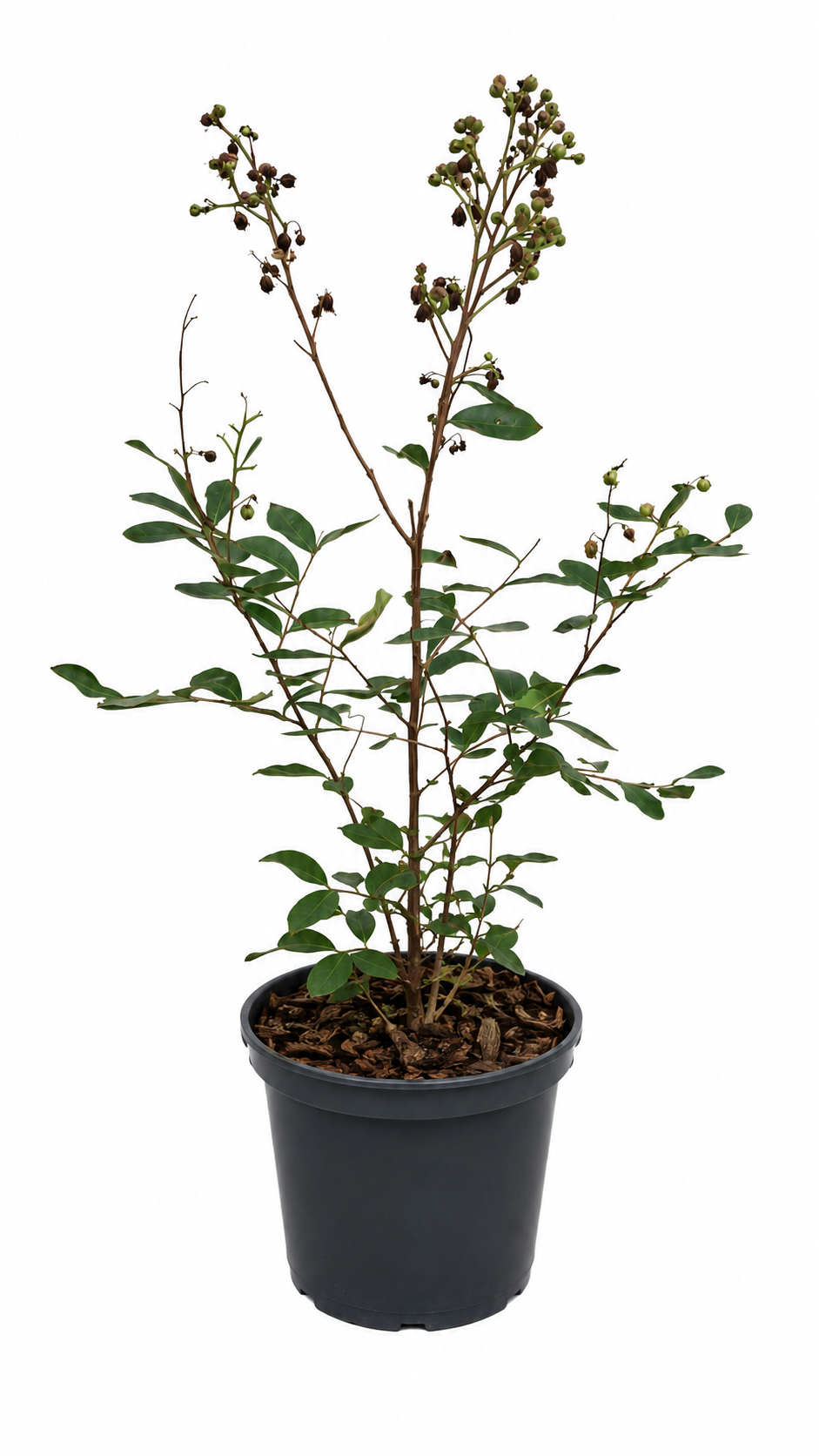 Lagerstroemia indica Pink 40–60 cm – Rosa Kreppmyrte im 2,5-Liter-Topf – Flieder des Südens für Garten, Kübel und Terrasse