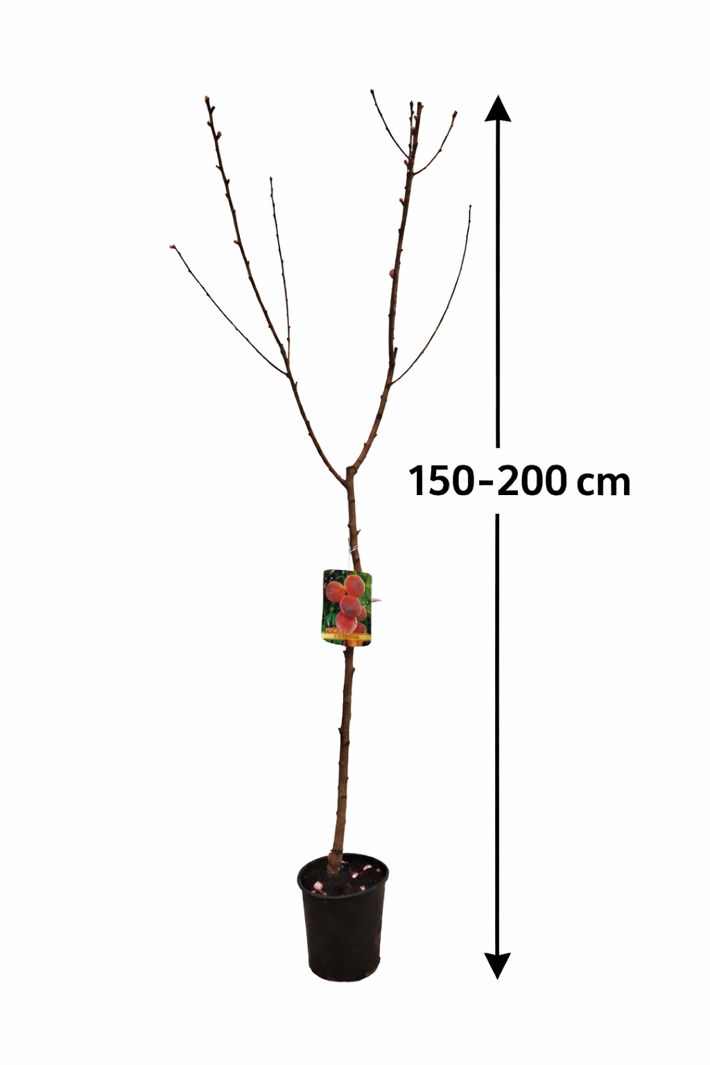 Pfirsichbaum 'Cardina' 150–200 cm – Prunus persica Obstbaum süßer Garten Pfirsich winterhart