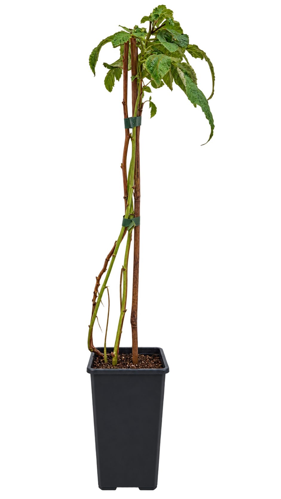 Himbeere Primeberry® ‘Purple Love’ – dornenlose Purpurhimbeere für Garten & Kübel – 50–70 cm inkl. Topf
