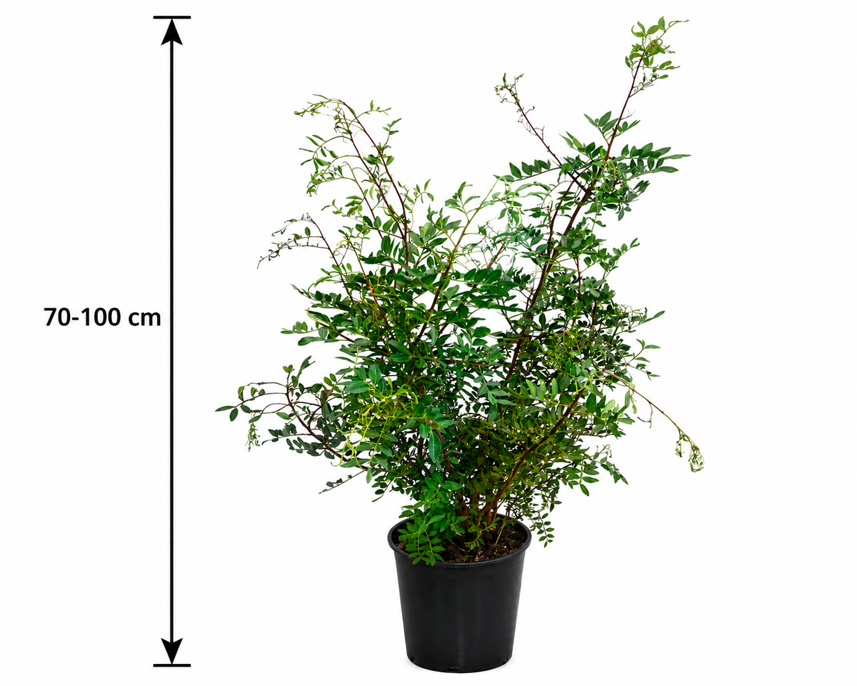 Pistacia lentiscus 70–100 cm – Mastixstrauch – immergrüne mediterrane Pistazie für Kübel, Balkon & Terrasse