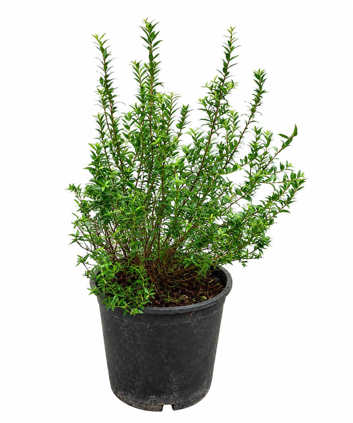 Myrtus communis Busch ca. 50 cm – Echte Brautmyrte – Duftmyrte – Mediterrane Myrte für Garten, Terrasse, Balkon & Wintergarten