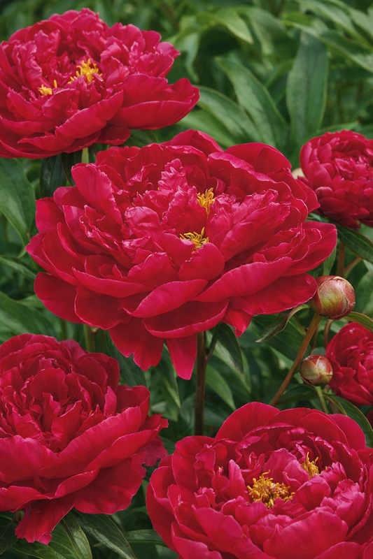 Paeonia lactiflora Karl Rosenfield – Edelpfingstrose mit großen roten Blüten | Garten-Pfingstrose winterhart | Staudenpfingstrose im 1 L Topf