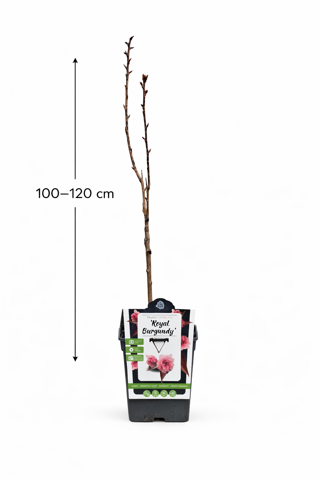 Japanische Zierkirsche Royal Burgundy 100–120 cm – Prunus serrulata rotlaubig Nelkenkirsche Sakura Baum